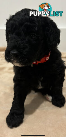 Mini Groodle puppies READY NOW.