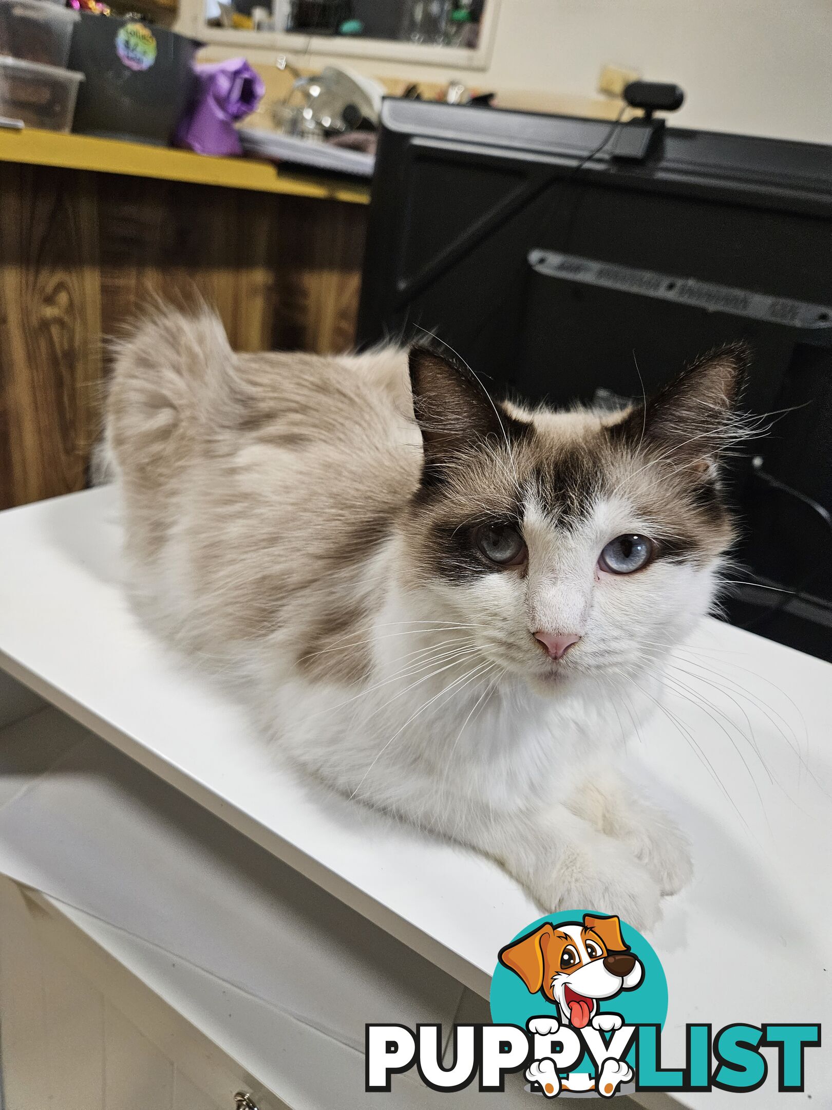 Beautiful Ragdoll Kittens