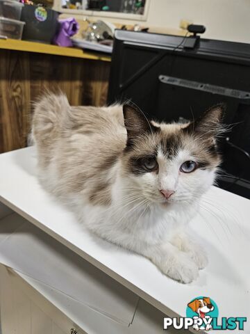 Beautiful Ragdoll Kittens