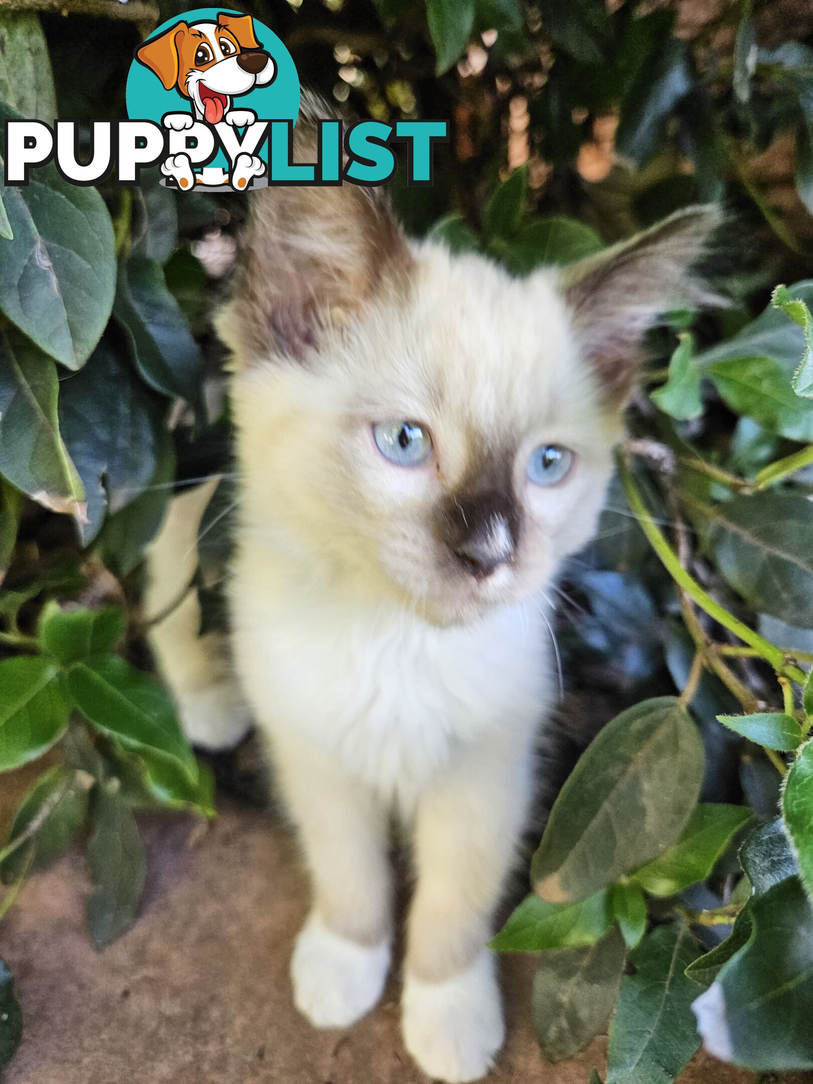 Beautiful Ragdoll Kittens