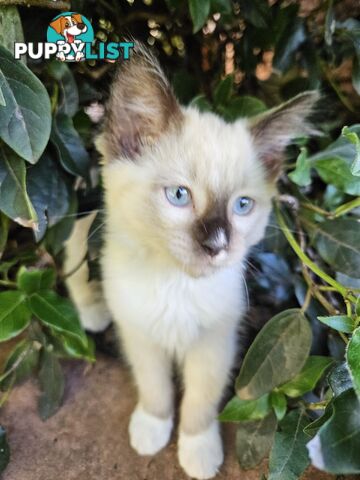 Beautiful Ragdoll Kittens