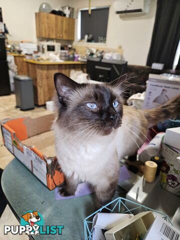 Beautiful Ragdoll Kittens