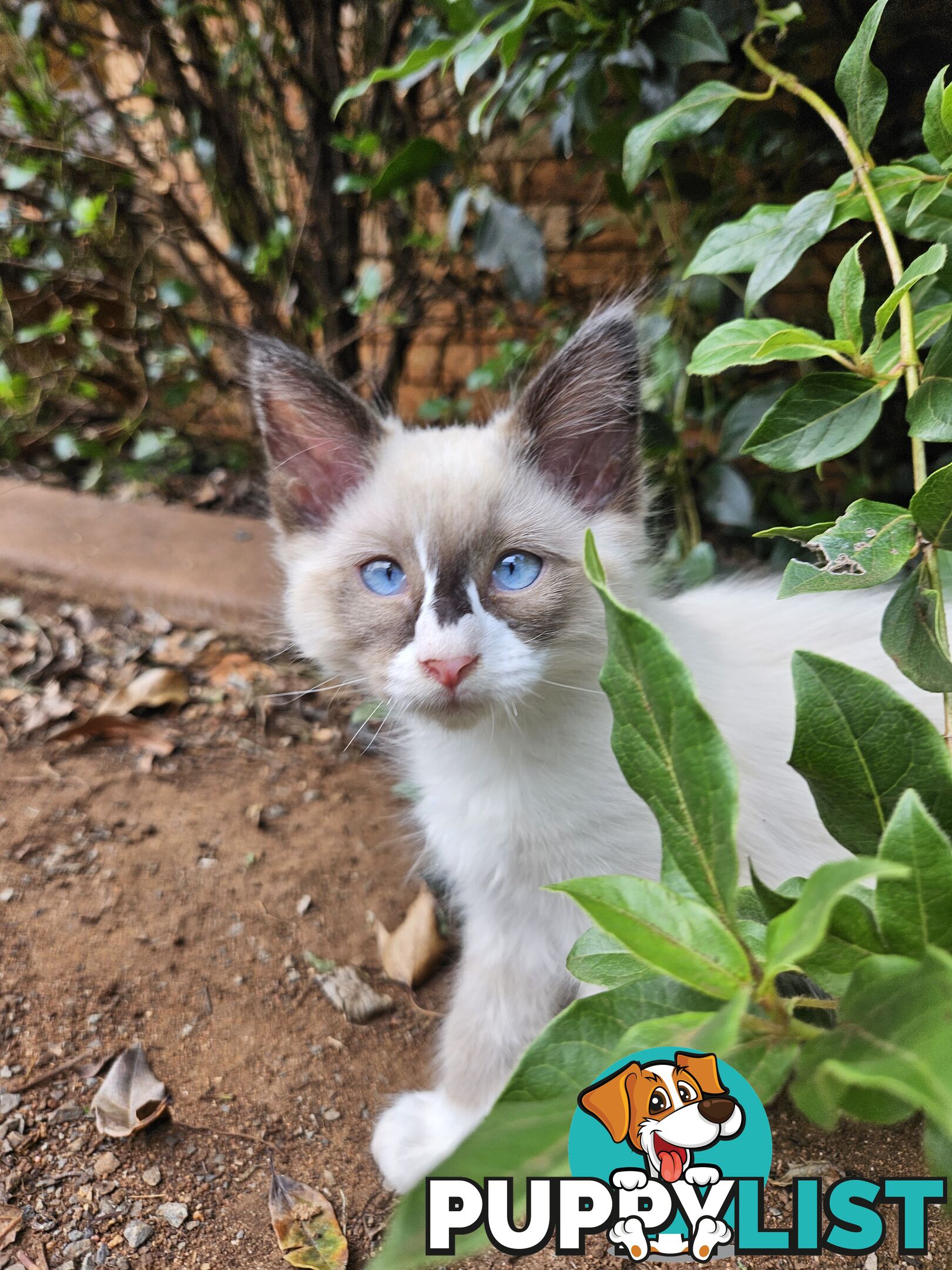 Beautiful Ragdoll Kittens