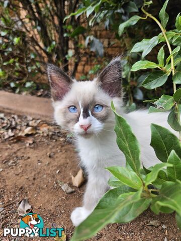 Beautiful Ragdoll Kittens