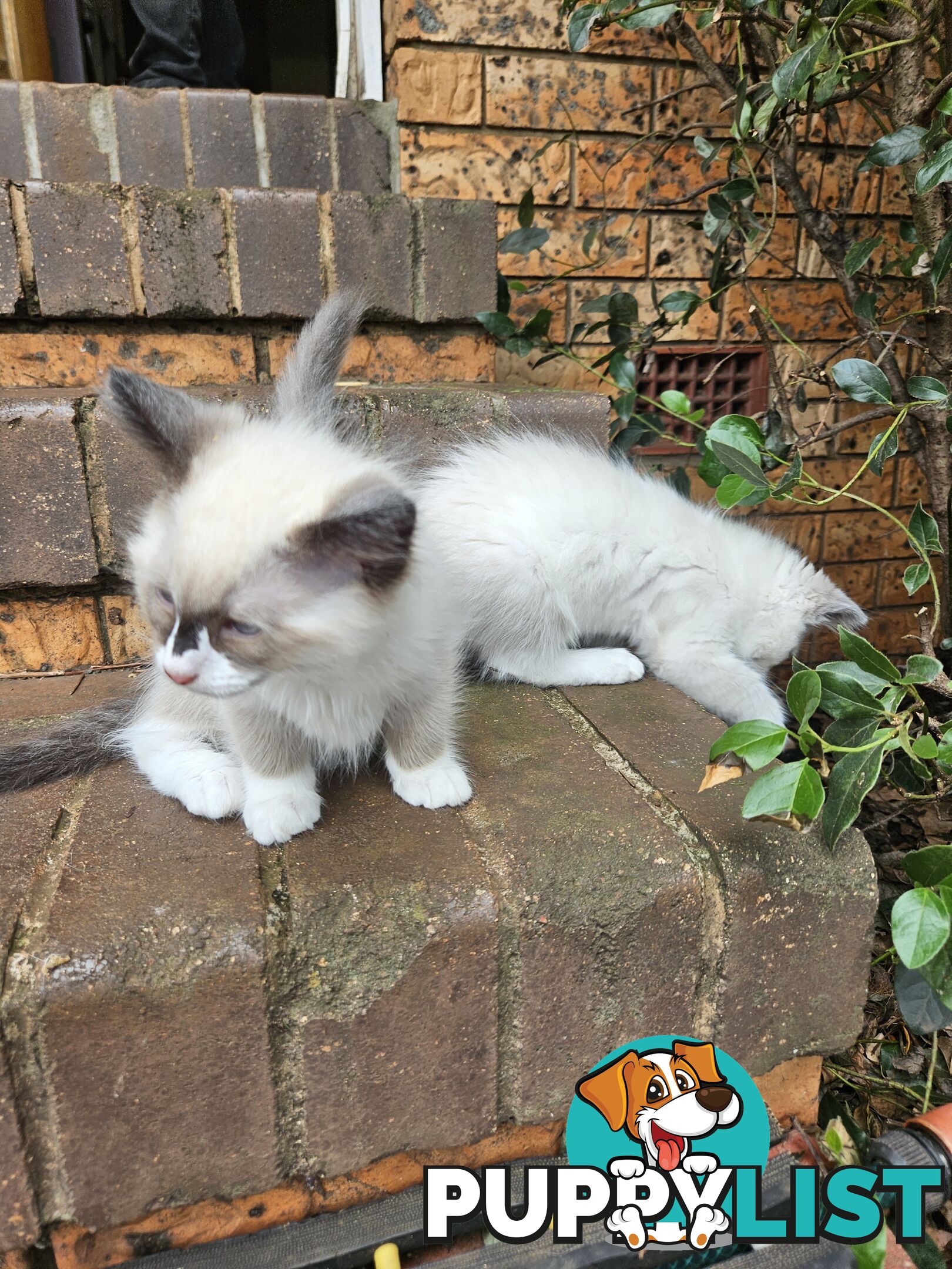 Beautiful Ragdoll Kittens