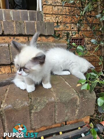 Beautiful Ragdoll Kittens