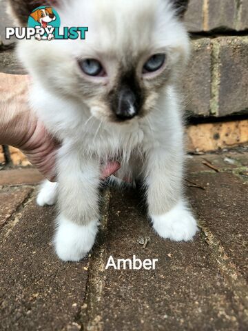 Beautiful Ragdoll Kittens