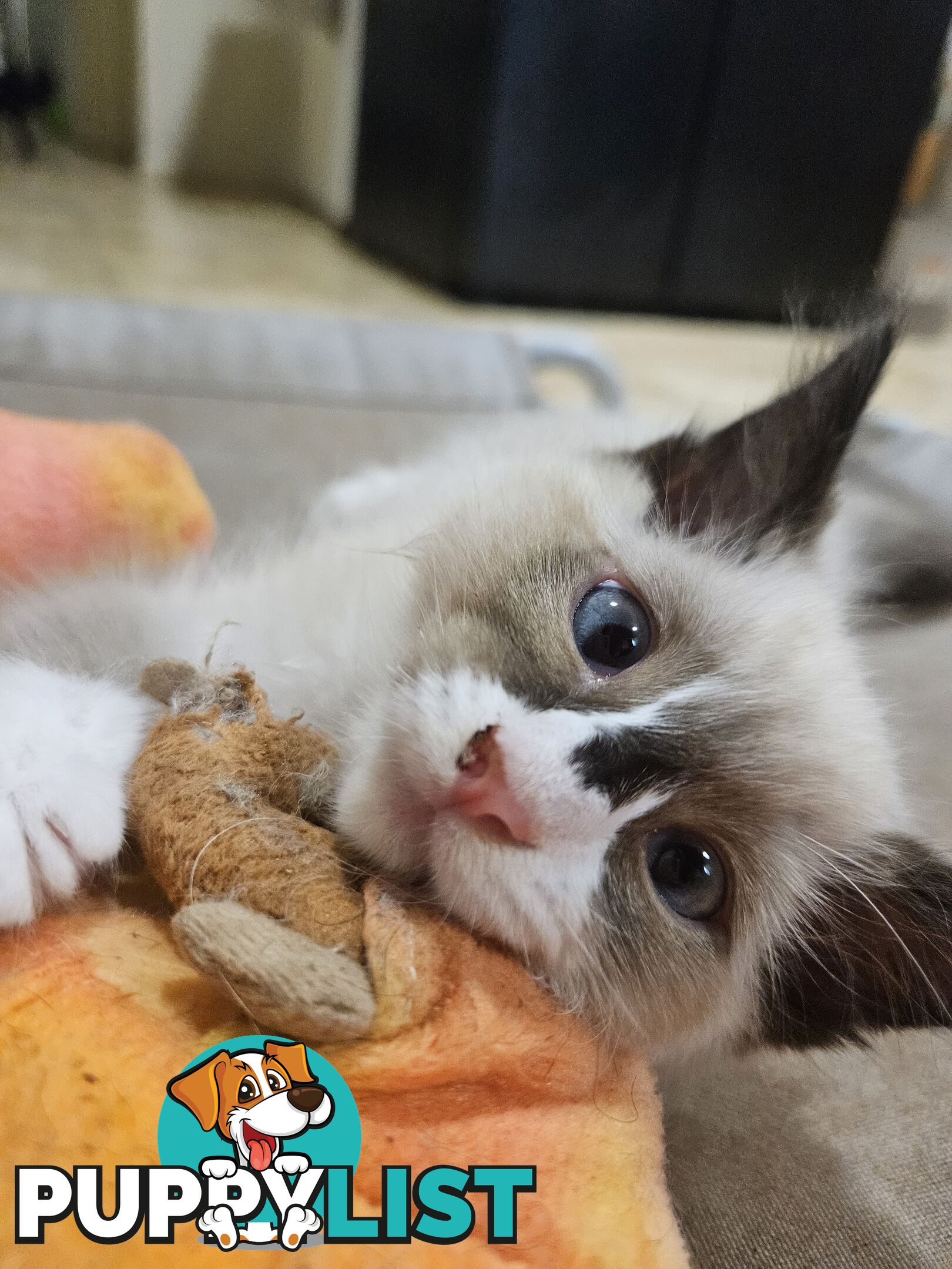 Beautiful Ragdoll Kittens