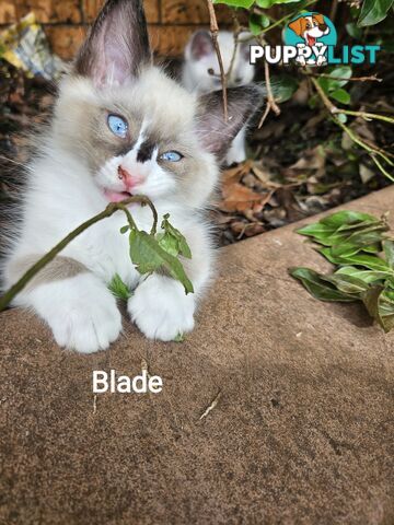 Beautiful Ragdoll Kittens