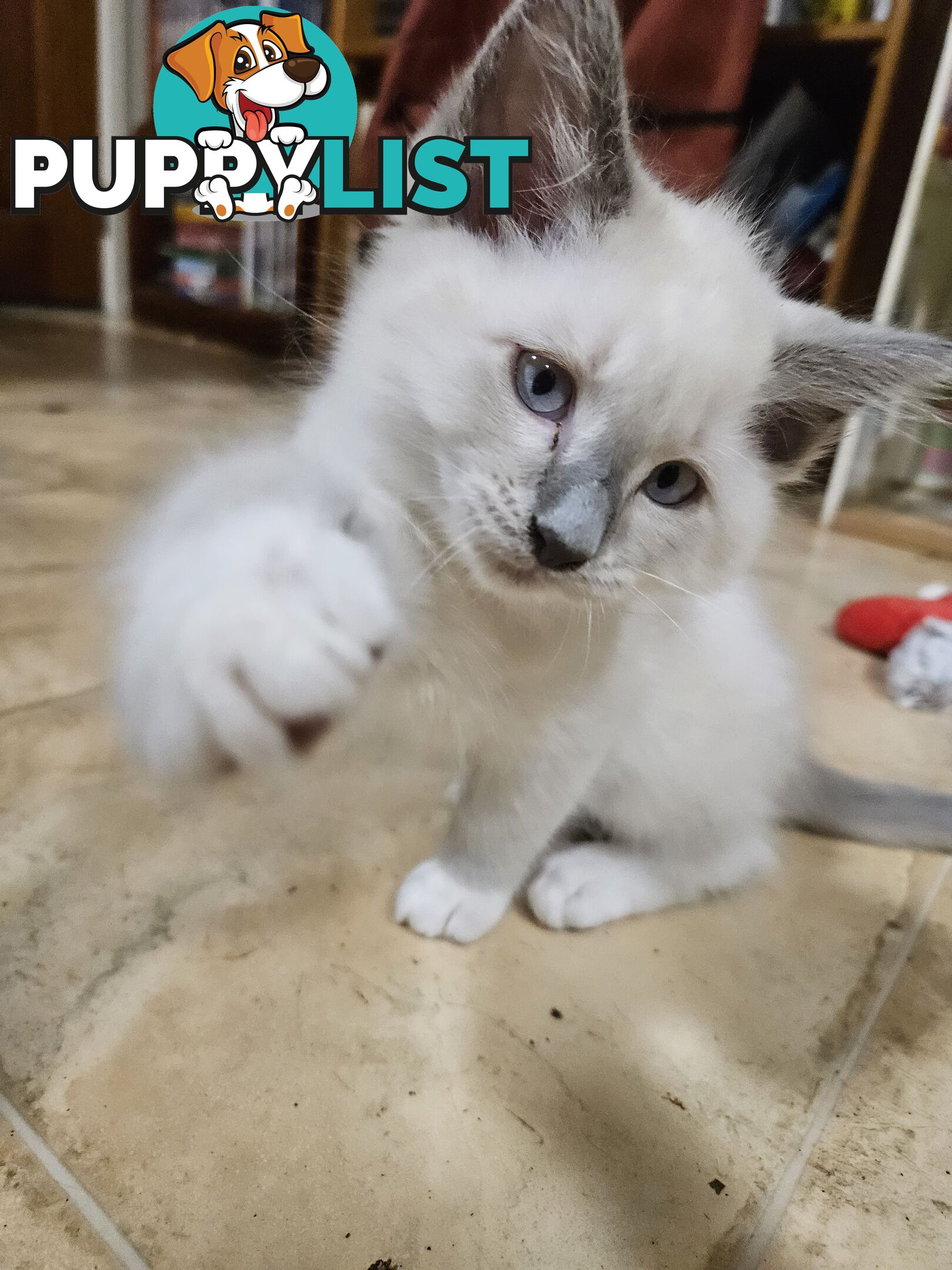 Beautiful Ragdoll Kittens