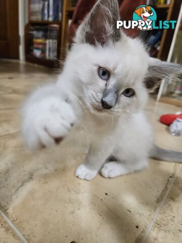 Beautiful Ragdoll Kittens