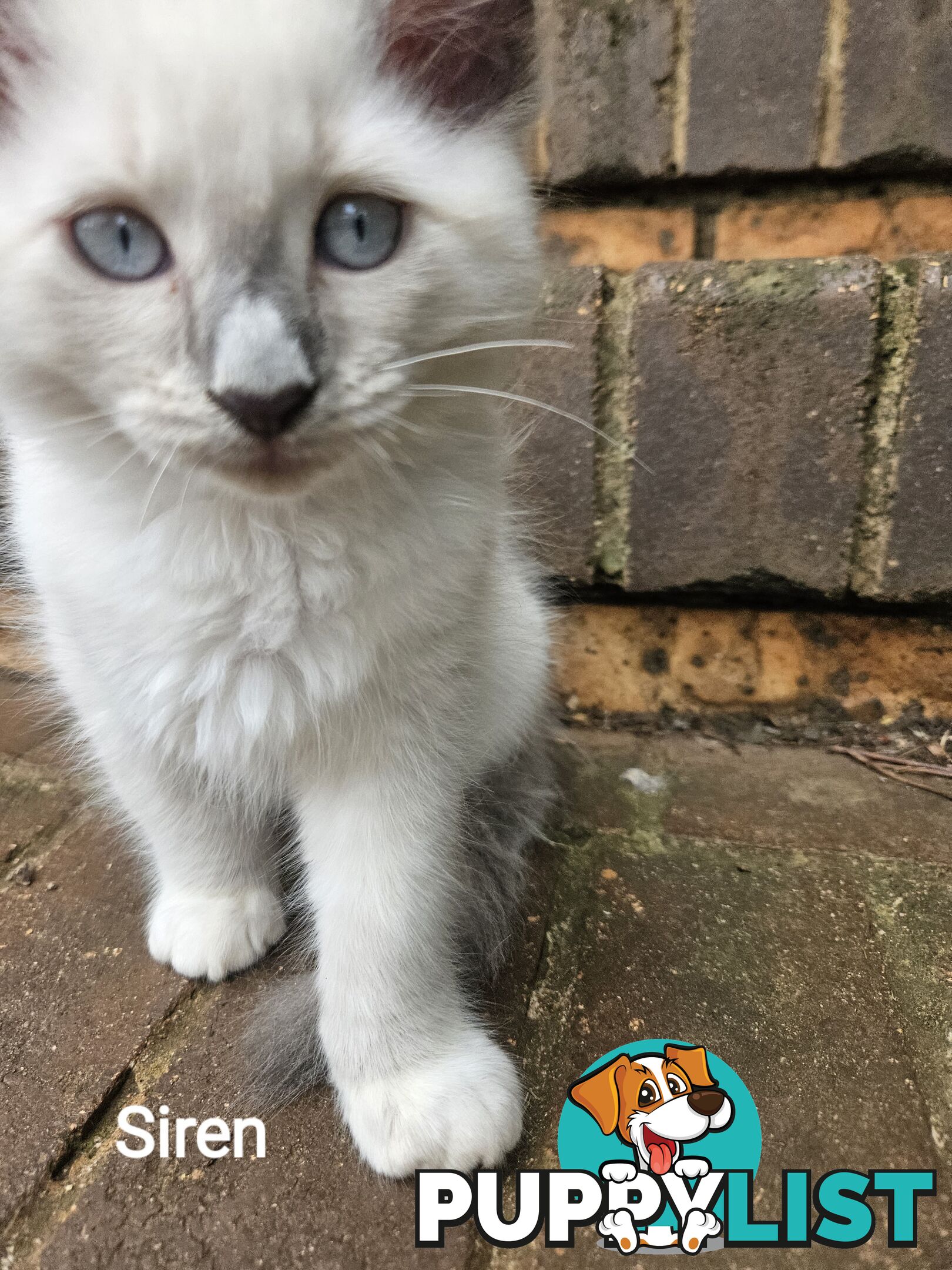 Beautiful Ragdoll Kittens