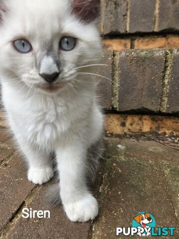 Beautiful Ragdoll Kittens