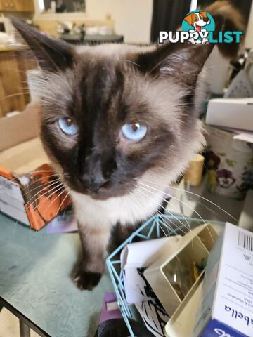 Beautiful Ragdoll Kittens