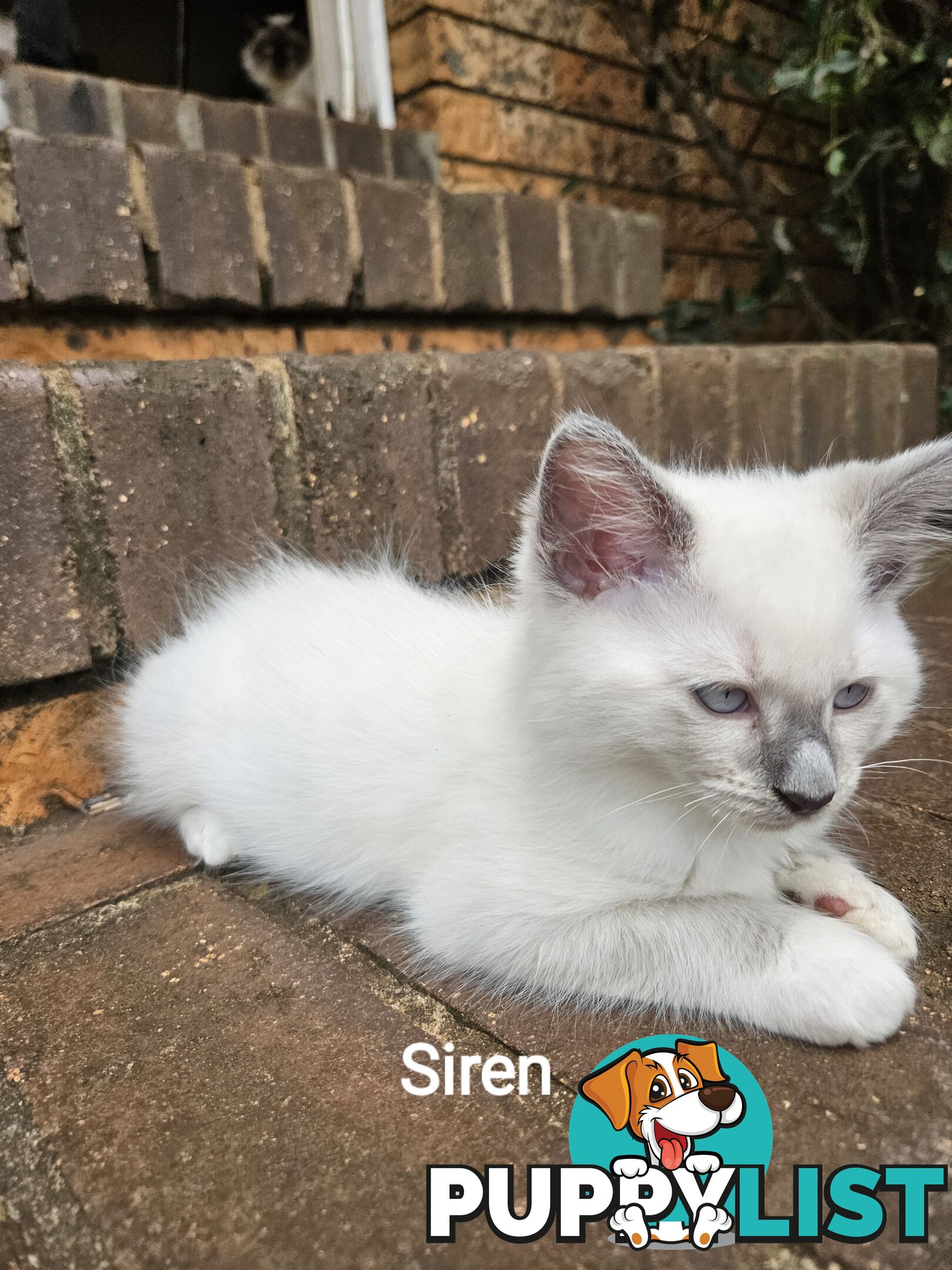 Beautiful Ragdoll Kittens