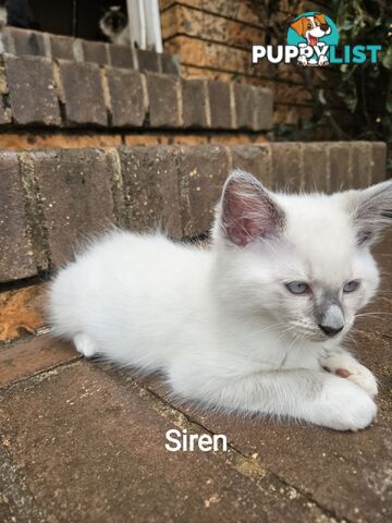 Beautiful Ragdoll Kittens