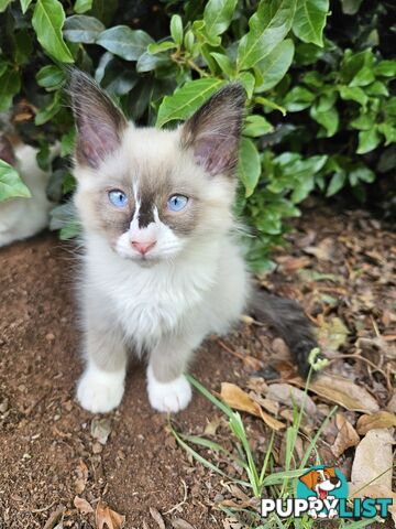 Beautiful Ragdoll Kittens