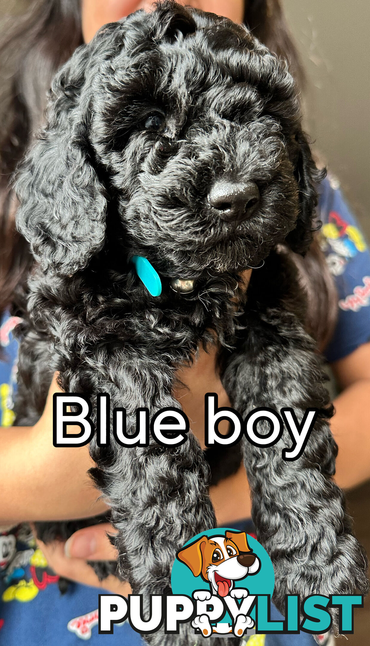 Mini Spoodle Puppies – Ready from June 21!