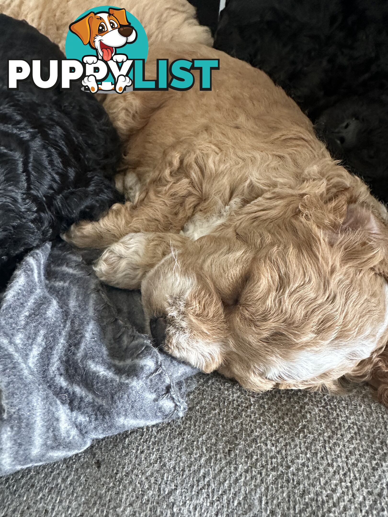 Mini Spoodle Puppies – Ready from June 21!