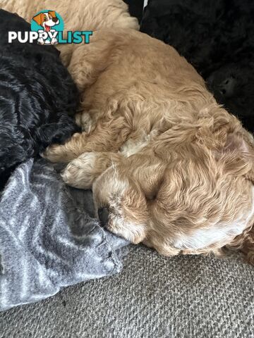 Mini Spoodle Puppies – Ready from June 21!