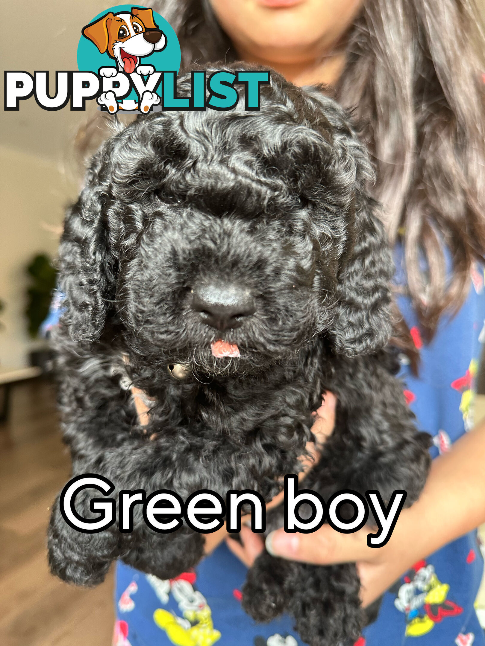 Mini Spoodle Puppies – Ready from June 21!