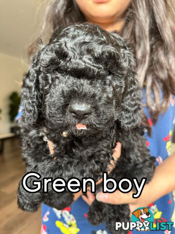 Mini Spoodle Puppies – Ready from June 21!