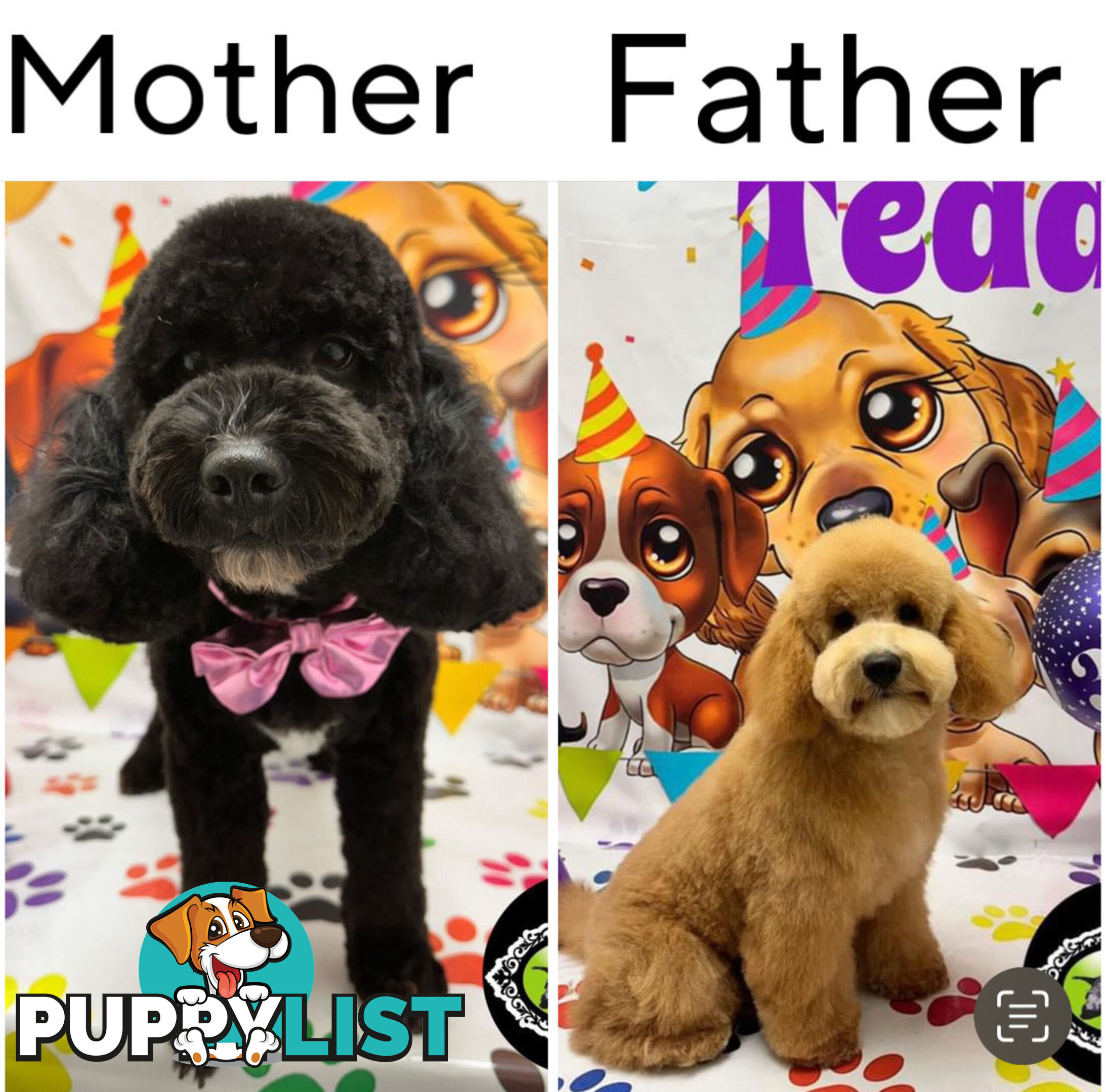 Mini Spoodle Puppies – Ready from June 21!