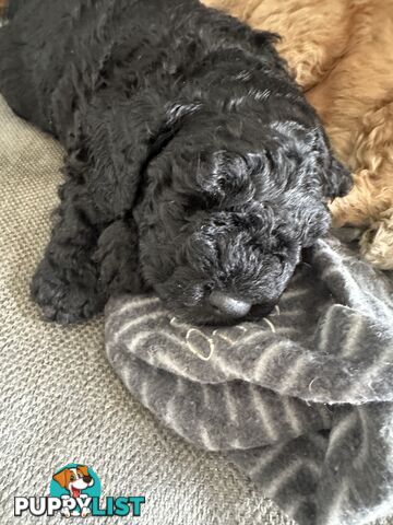 Mini Spoodle Puppies – Ready from June 21!