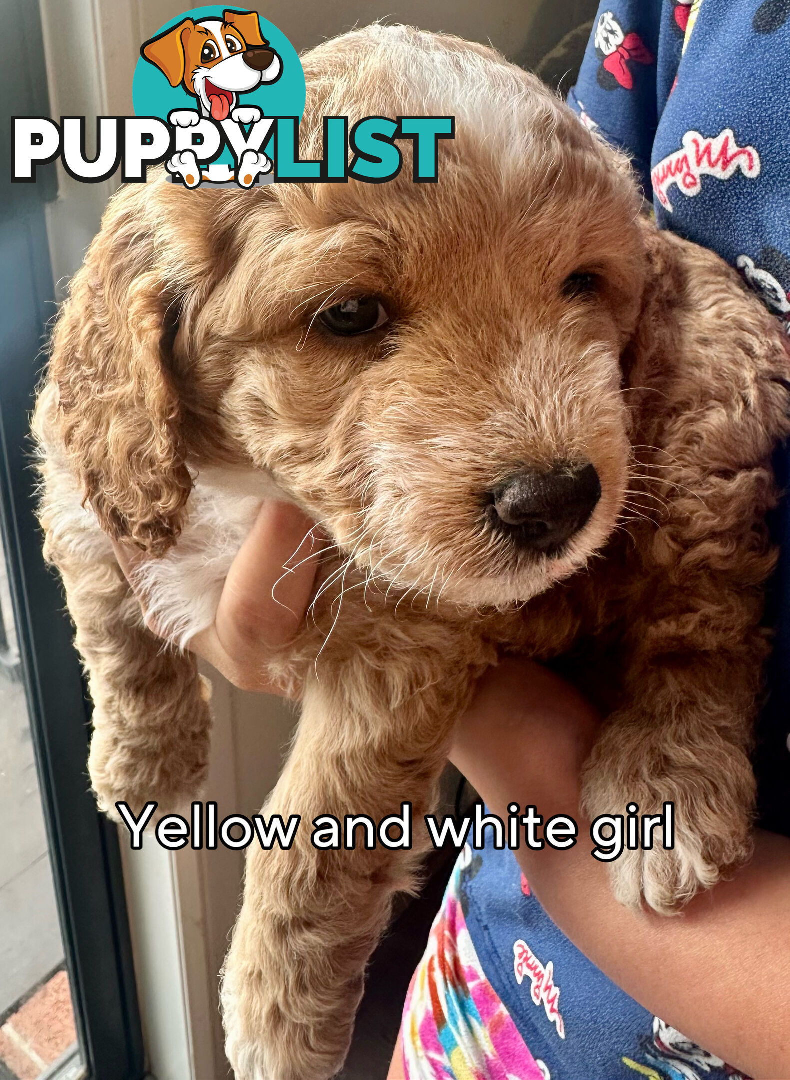 Mini Spoodle Puppies – Ready from June 21!