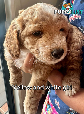 Mini Spoodle Puppies – Ready from June 21!