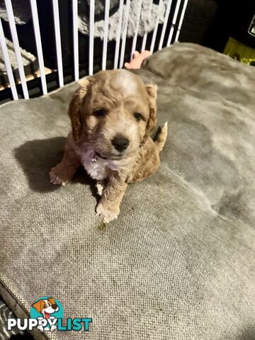 Mini Spoodle Puppies – Ready from June 21!