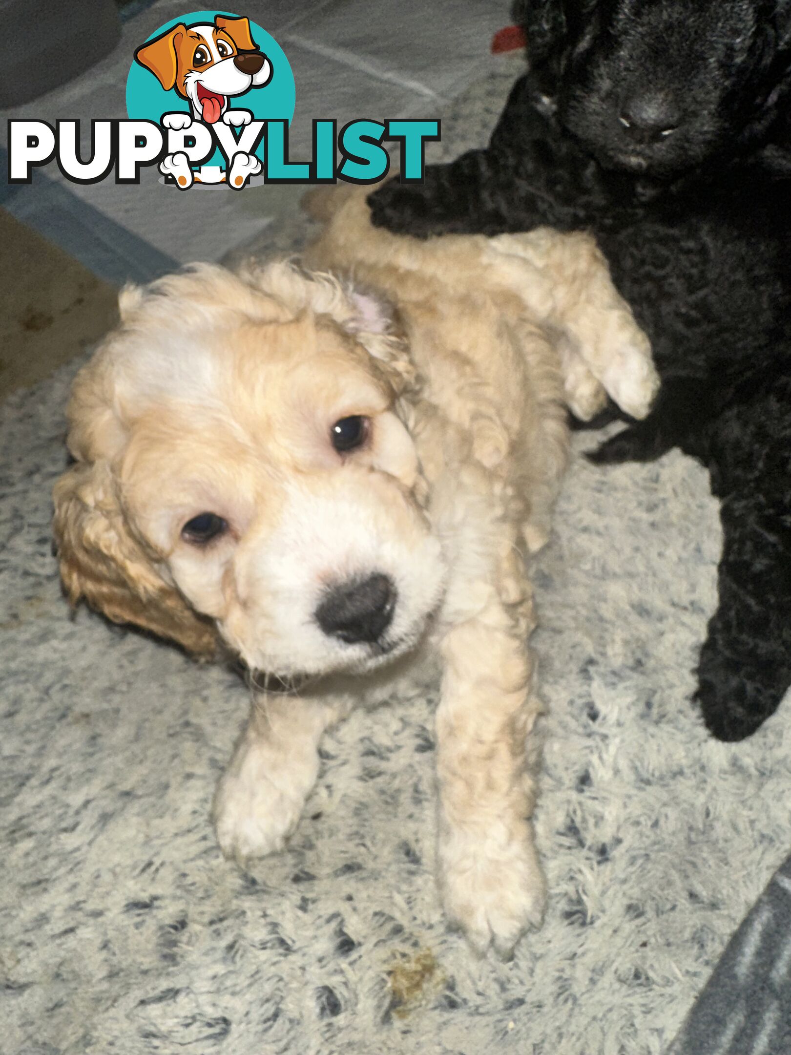Mini Spoodle Puppies – Ready from June 21!