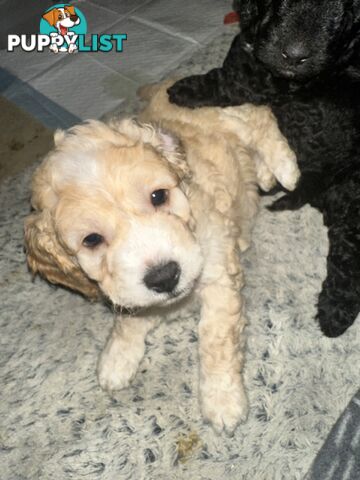 Mini Spoodle Puppies – Ready from June 21!
