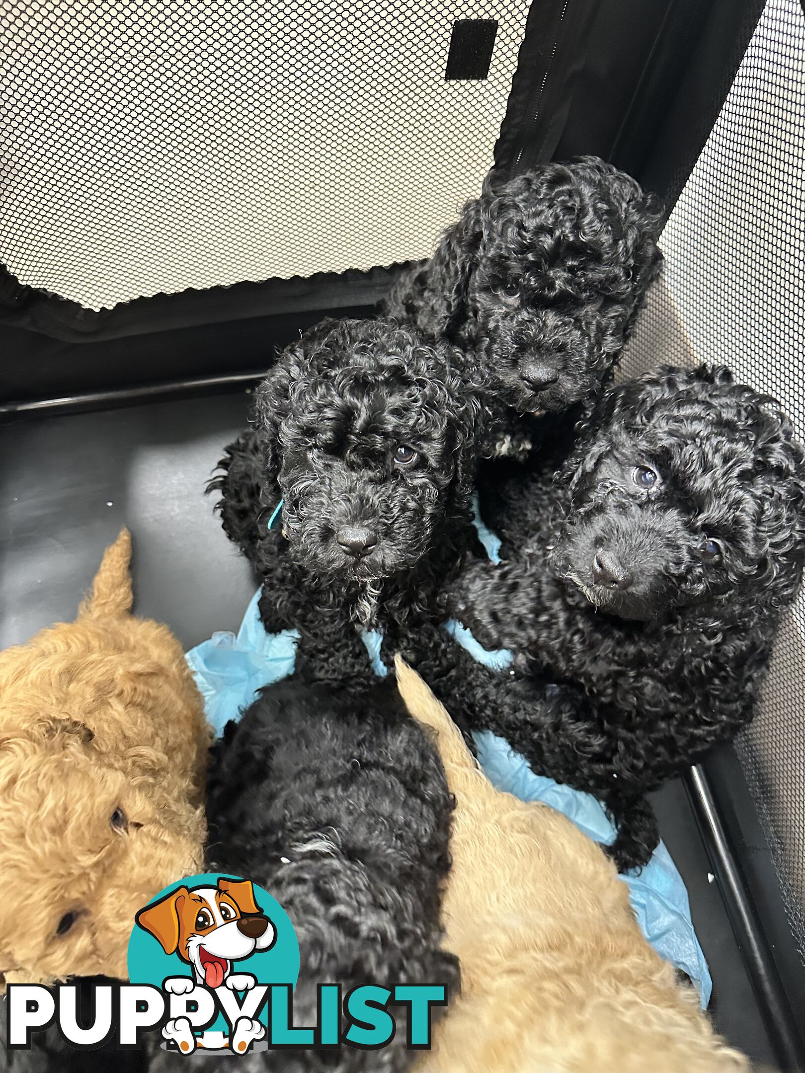 Mini Spoodle Puppies – Ready from June 21!
