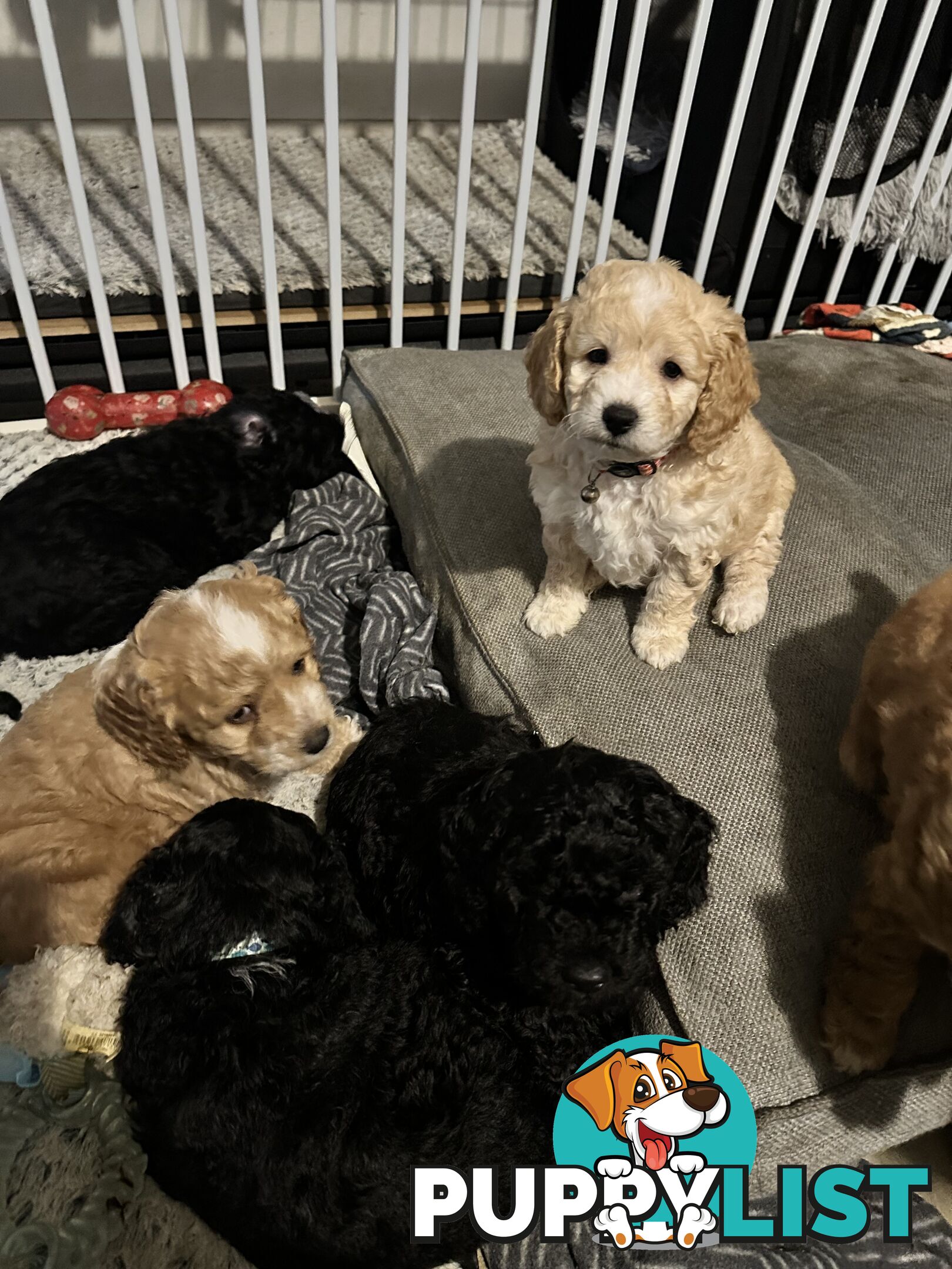 Mini Spoodle Puppies – Ready from June 21!