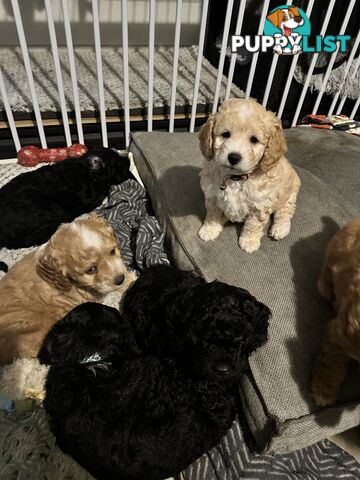 Mini Spoodle Puppies – Ready from June 21!