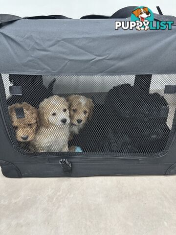 Mini Spoodle Puppies – Ready from June 21!