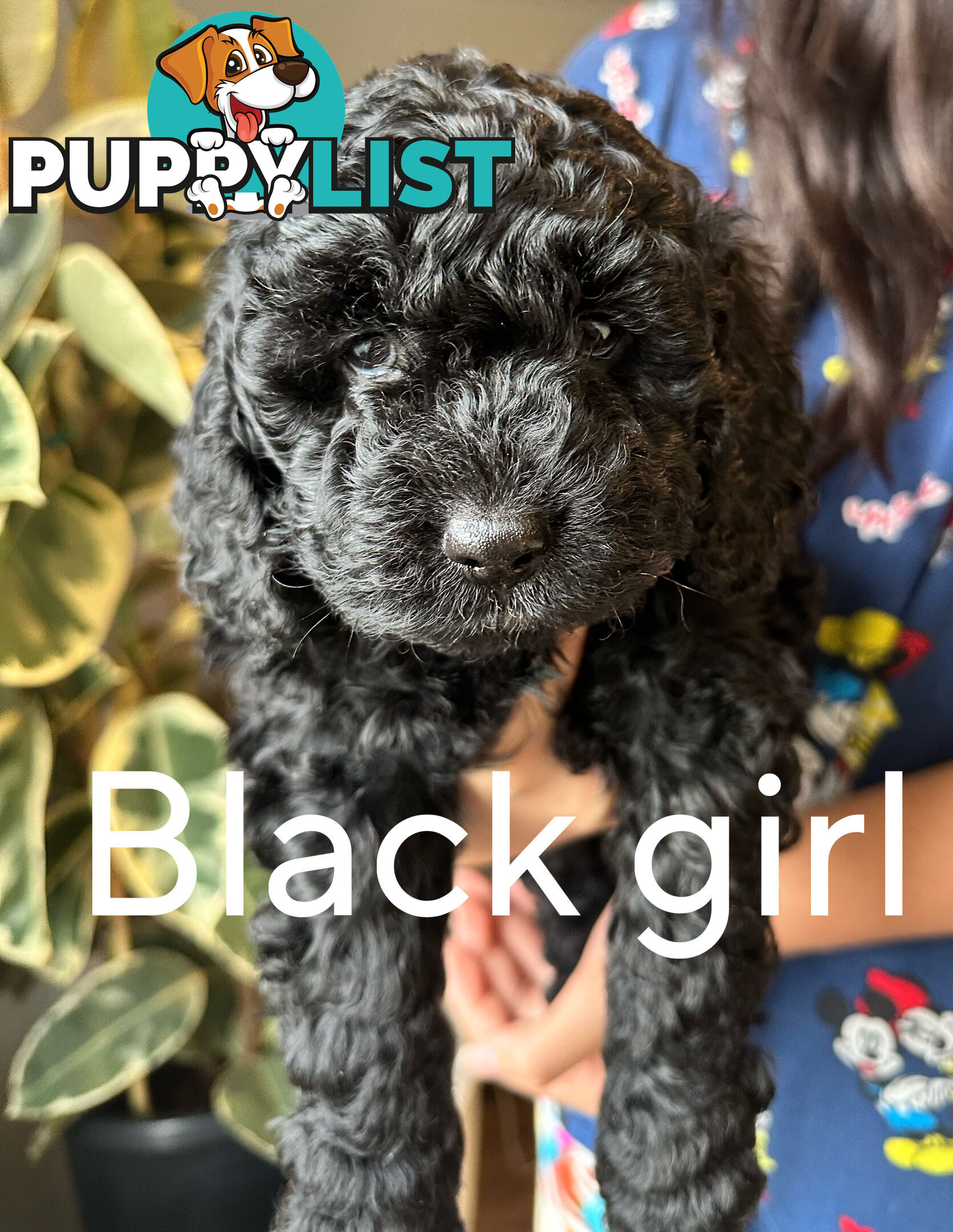 Mini Spoodle Puppies – Ready from June 21!