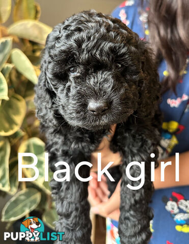 Mini Spoodle Puppies – Ready from June 21!