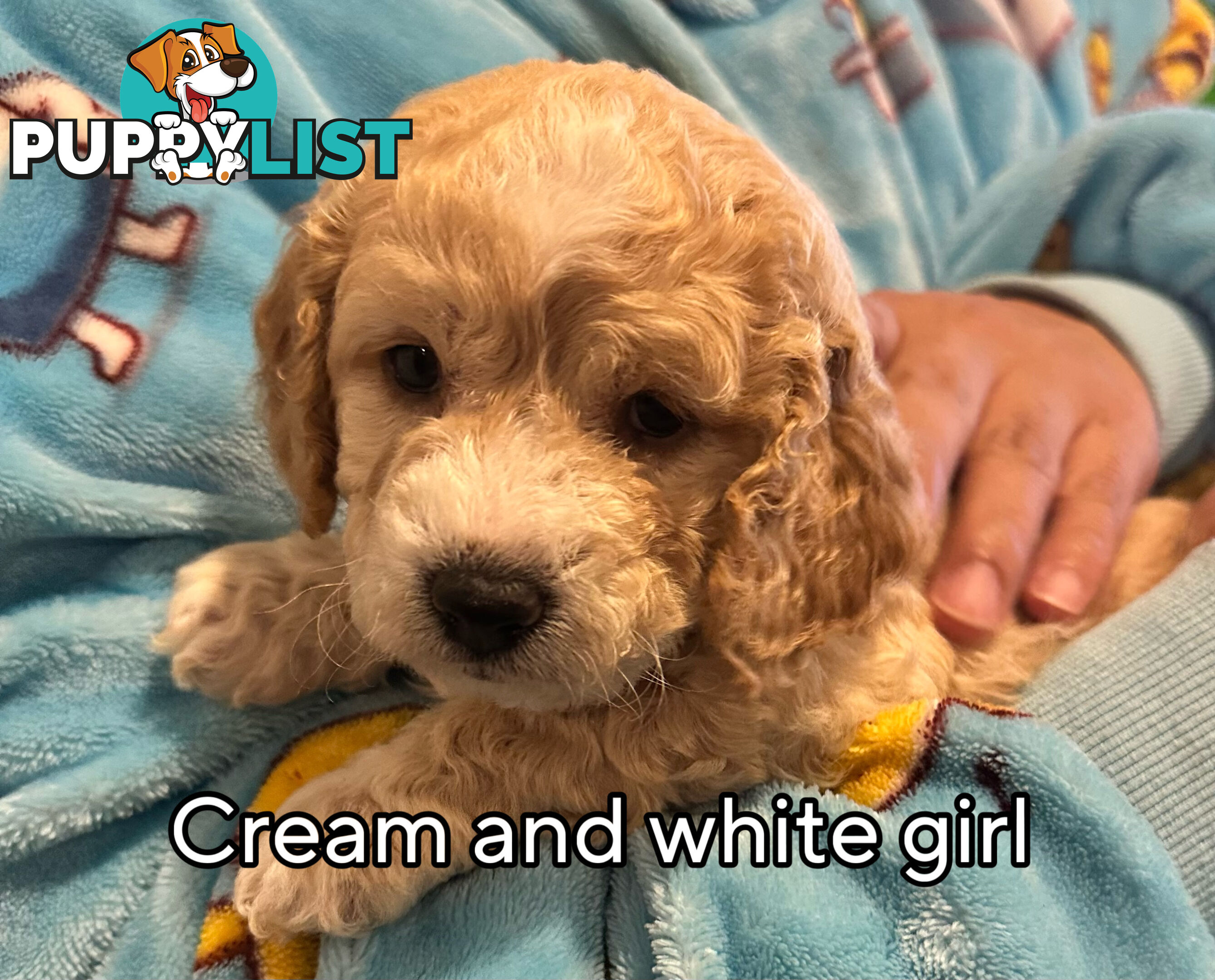 Mini Spoodle Puppies – Ready from June 21!