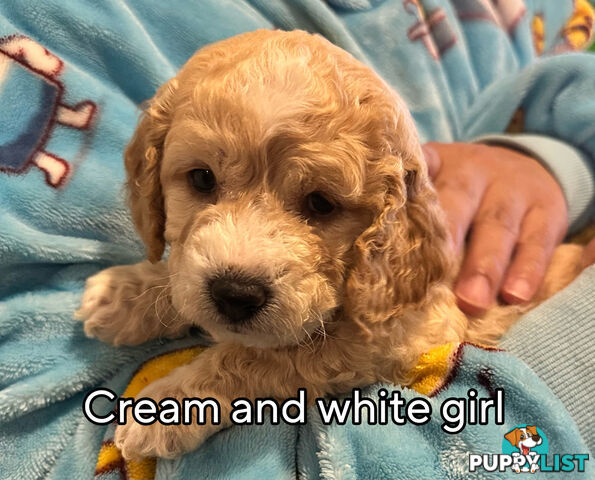 Mini Spoodle Puppies – Ready from June 21!