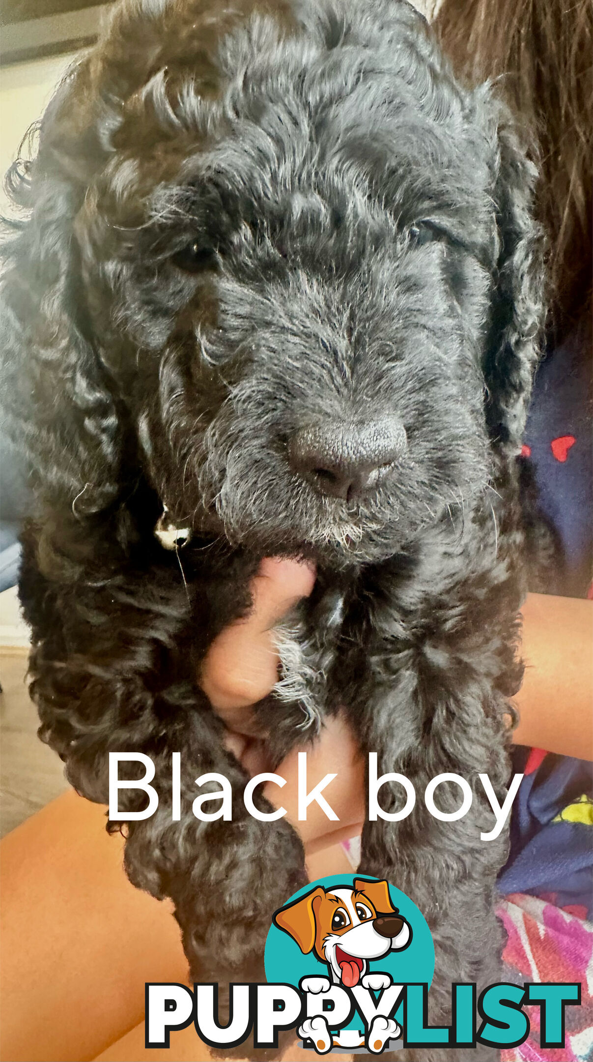 Mini Spoodle Puppies – Ready from June 21!