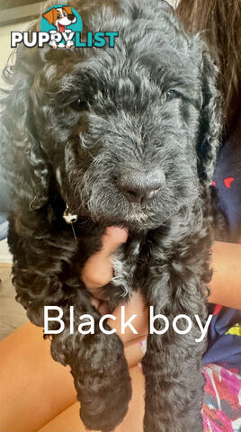 Mini Spoodle Puppies – Ready from June 21!