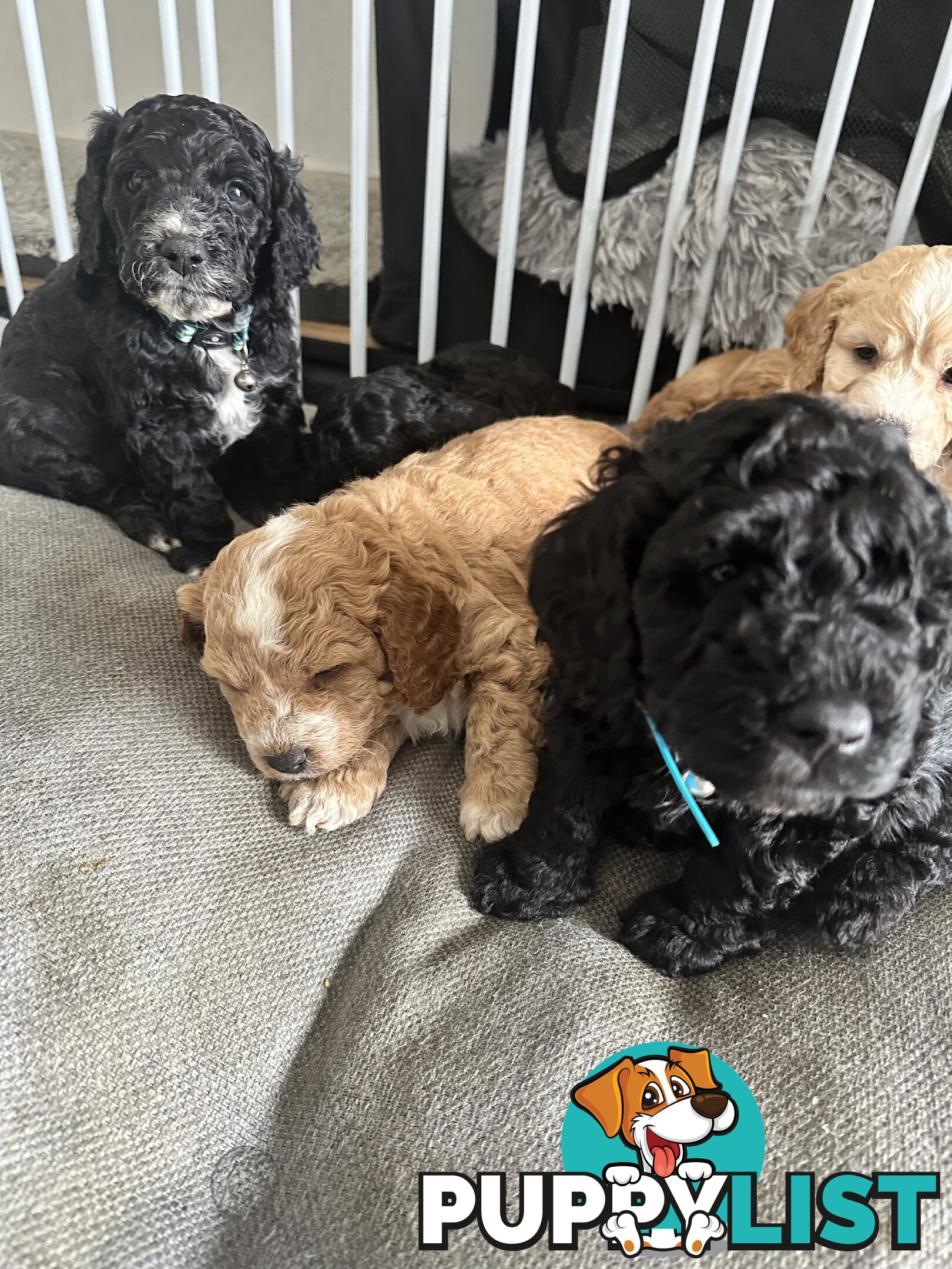 Mini Spoodle Puppies – Ready from June 21!