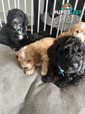 Mini Spoodle Puppies – Ready from June 21!