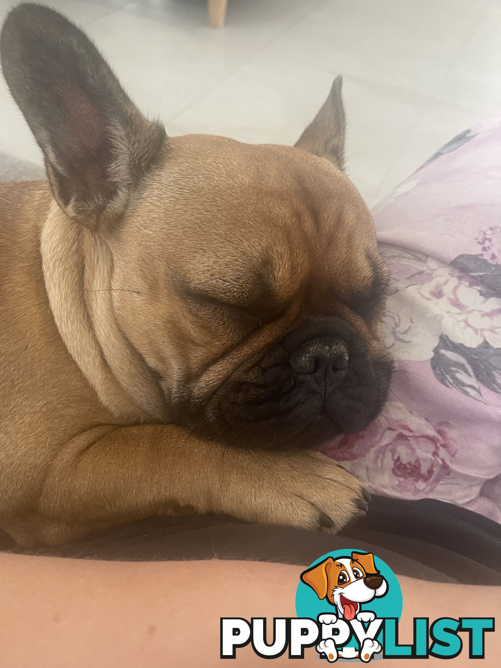 Meet Luna the frenchie
