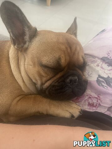Meet Luna the frenchie