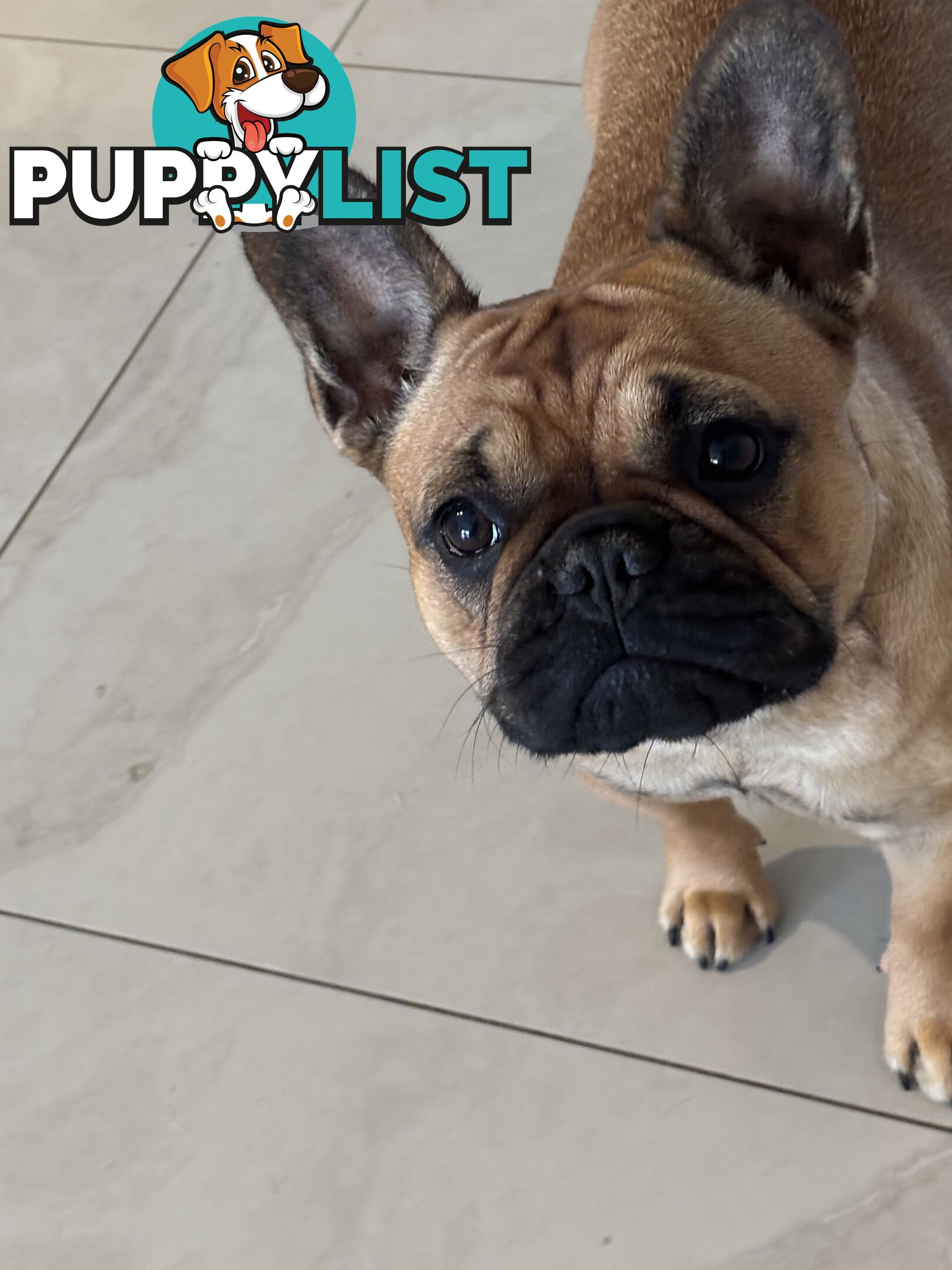 Meet Luna the frenchie