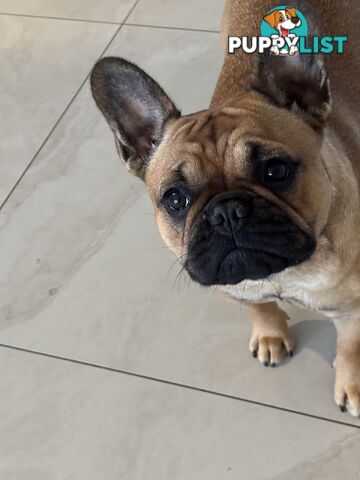 Meet Luna the frenchie