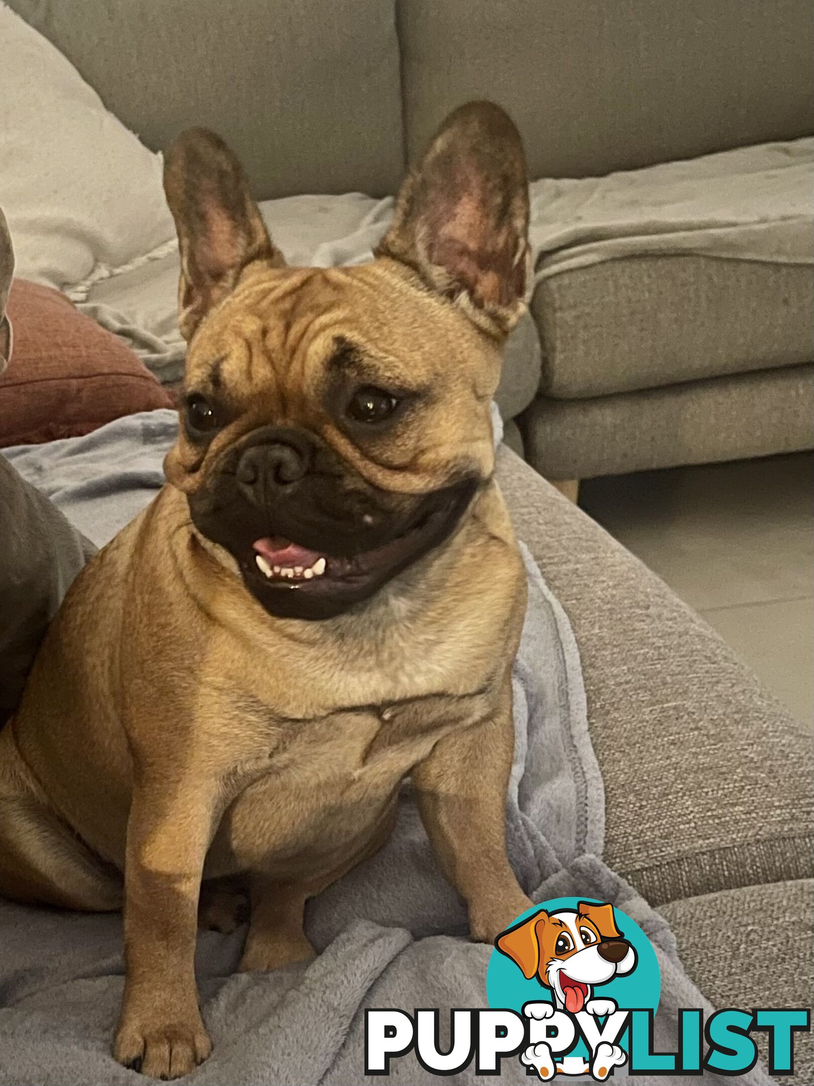 Meet Luna the frenchie